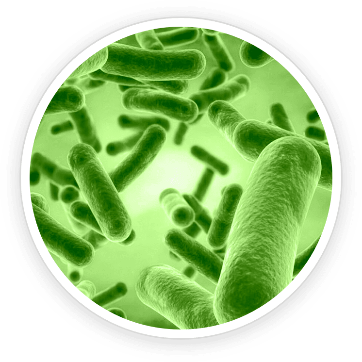 Primebiome; prime biome; prime biome supplement; primebiome supplement; digestive system; gut health; gut health supplement; gut health probiotics; digestive issues; probiotics and gut health; gut microbiome; the digestive system; gut bacteria; improving gut health; digestive health; boost gut health; increasing gut health; good bacteria; gut biome; gut bacteria biome; digestion probiotics; gut support; using probiotics; good gut; good gut bacteria; good bacteria in stomach; probiotic for the gut; beneficial gut bacteria; good for gut bacteria; good gut health; best for gut health; gut issues; food for good gut health; food for better gut health; improve digestion; probiotics for digestive health; food to improve gut health; probiotic bacteria; probiotics and digestive health; healthy digestion; gut balance; your gut; stomach health; healthy stomach; digestive health supplement; prebiotic gut health; digestive help; digestion support; support digestion; digestive bacteria; healthy gut microbiome; my gut; healthy gut supplement; improving stomach acid; improve gut microbiome; improve gut biome; healthy gut bacteria; gut health benefits; the good gut; good for digestion; take probiotics; food that improves gut health; healthy bacteria for gut; healthy stomach bacteria; biome gut health; gut health biome; gut health and skin; gut health issues; natural gut health; gut microbiome health; skin gut health; skin and gut health; healthy digestive system; healthy microbiome; gut and skin health; gut health product; gut health and microbiome; gut microbiome and health; digestive system how to keep it healthy; healthy digestive tract; probiotics healthy; better gut health; natural remedies for gut health; gut health and immune system; gut health nutrition; gut health symptoms; healthy bacteria; gut health immune system; probiotic for digestive issues; supplement to help digestion; gut health and the immune system; gut health and immunity; immune system and gut; immune system in gut; fast for gut health; natural digestion; healthy gut probiotics; balance gut bacteria; better gut; health probiotics; improve digestive system; benefits of a healthy gut; food that promote gut health; benefits of healthy gut; healthy gut benefits; gut system; food that helps with gut health; gut health support; better digestion; gut health and brain health; digestive discomfort; gut health brain health; improve digestive health; improve gut bacteria; improve gut health naturally; skin gut; skin and gut; good for the gut; best food to improve gut health; good for gut; healthy bowel; optimal digestion; supplement for stomach health; food for healthy gut bacteria; gut help; stomach biome; improve your gut health; improve gut health fast; benefits of good gut health; gut bacteria health; bacteria for gut health; healthy intestines; promote gut health; best prebiotics and probiotics for gut health; diets to improve gut health; home remedies for gut health; food that support gut health; probiotics improve digestion; probiotics for healthy digestion; food to help digestive system; food to help your gut; your digestive system; natural remedies for digestive problems; food that helps your gut; probiotics aid digestion; healthy gut biome; biome health; digestive gut health; for gut health; digestion and gut health; probiotics for digestive system; good for digestive system; digestive and gut health; gut health home remedies; gut health and acid reflux; gut digestive health; food good for your digestive system; help gut health; my gut health; the healthy gut; natural digestion support; improve gut; free probiotics; probiotic help; food to improve gut microbiome; digestive tract health; improve my gut health; improve digestion and gut health; probiotics and prebiotics for gut health; gut health how to improve; help digestive system; balance gut microbiome; gluten free formula; gut digestion; probiotics good for gut health; support digestive health; gut website; digestive health support; probiotics helps with; natural way to help digestion; food to help your digestive system; probiotics support; food to improve gut bacteria; food for good bacteria in gut; foods to promote healthy gut bacteria; help with gut health; balance gut health; healthy gut health; biome breakthrough; probiotics to improve gut health; probiotics for your gut; heal your gut microbiome; gut free; best remedies for gut health; probiotic for stomach health; gut good; promotes digestion; improving stomach health; healthy gut signs; digestive health problems; healthy gut symptoms; increasing gut bacteria; a healthy gut; your gut health; gut and digestive health; gut health for skin; gut health and digestion; get gut healthy; vitamins to improve gut health; gut help supplement; gut health ingredients; best gut; better digestive health; maintain gut health; good gut health benefits; to improve gut health; good digestive health; good for digestive health; gut health studies; optimal digestive health; anti inflammatory gut; optimal gut health; probiotics for good gut health; you gut; gut biome probiotics; well gut; get rid of gut bacteria; take care of gut health; gut health what is it; to improve digestion; gut microbiome how to improve; home remedies to improve gut health; food to improve your gut health; for better digestion; benefits of improving gut health; taking care of gut health; food for your gut health; improve gut health supplement; good bacteria for gut health; good bacteria for your gut; improve your gut microbiome; restore gut health naturally; gut health and skin health; gut health care; keep your gut healthy; best supplement for gut health and digestion; good gut microbiome; gut health for clear skin; promote good gut health; best natural remedies for gut health; benefits of healthy gut microbiome; signs of gut health issues; for good gut health; about gut health; benefits of good bacteria in gut; good meals for gut health; supplement for gut bacteria; changing your gut microbiome; supplement good for digestion; promote digestive health; stomach balance; taking care of your gut; best gut support supplement; improve gut health and digestion; get good gut health; gut renewal; proper gut health; biome stomach; best for digestive health; the best thing for gut health; healthy gut healthy skin; plant based gut health; gut health website; gut microbiome improve; restore your gut health; gut and digestion; support digestive system; maintain healthy gut; strengthen gut health; promote healthy gut; improve your gut; benefits of a healthy gut microbiome; keep gut healthy; natural remedies for digestive health; support healthy digestion; home remedies for healthy gut; all about gut health; best ingredients for gut health; symptoms of gut health issues; probiotics for better digestion; good for stomach health; promote healthy gut bacteria; be good to your gut; skin issues and gut health; probiotics in gut health; home remedies for gut bacteria; healthy gut support; probiotics to help with gut health; gut health digestion; probiotics to restore gut health; good gut health probiotic; get better gut health; naturally improve gut health; gluten free gut health; all natural gut health; improve your gut biome; gut health good bacteria; balance your gut; maintain good gut health; for healthy gut; digestive microbiome; vitamins that support gut health; ingredients for gut health; replace gut bacteria; my healthy gut; having a healthy gut; natural remedies for digestive system; taking care of your gut health; improve your digestive system; healthy gut healthy brain; stomach health care; immune gut health; boost your gut health; digestive system how to improve; skin issues related to gut health; gut health is the key to overall health; be well gut health; probiotics to help gut health; for your gut; good gut biome; support gut microbiome; balance your gut microbiome; gut health and; vitamins to support gut health; get your gut healthy; your gut microbiome; probiotics help gut health; probiotics improve gut health; gut health effects; probiotics to help digestion; to help digestion; gut support vitamins; improve good bacteria in gut; natural remedies for gut bacteria; for digestive health; good bacteria for digestion; best way to get good gut health; good bacteria for your stomach; stomach and gut health; getting gut health back; gut bacteria how to improve; gut microbiome what is it; get good gut bacteria; gut health immunity; glow gut health; renew gut health; improving gut health for skin; gut health skin health; improve gut health quickly; best for healthy gut; help your gut; a healthy gut microbiome; natural remedies for healthy gut; make your gut healthy; gut health anti inflammatory; restore digestive health; help your digestive system; probiotics to help with digestion; natural remedies gut health; digestive immune support; best for gut bacteria; gut health organic; healthy gut healthy body; gut microbiome and digestion; best way to gut health; help gut bacteria; gut health and immune health; make gut healthy; help my gut; a healthy microbiome; way to improve gut health; good for your digestive system; better digestive system; great gut health; treating gut health; research on gut health; keeping a healthy gut; digestive and immune support; balance digestive system; natural digestive health; heal your digestive system; gut health for immunity; helpful gut bacteria; glow gut; strengthen gut; best way to keep your gut healthy; microbiome and digestion; signs of a healthy gut biome; probiotic for digestive health supplement; gut health and your skin; gut health & immunity support; gut biome and health; on gut health; get healthy gut bacteria; probiotics to improve digestion; free your gut; balancing your gut health; gut bacteria help; restore healthy gut; gut health how to; gut health and skin care; probiotics help digestive system; gut for health; gut health and how to improve it; help my digestive system; restore balance gut health; gut health for brain health; better gut better health; help aid digestion; getting good bacteria in your gut; foods that support healthy gut bacteria; probiotics help stomach.